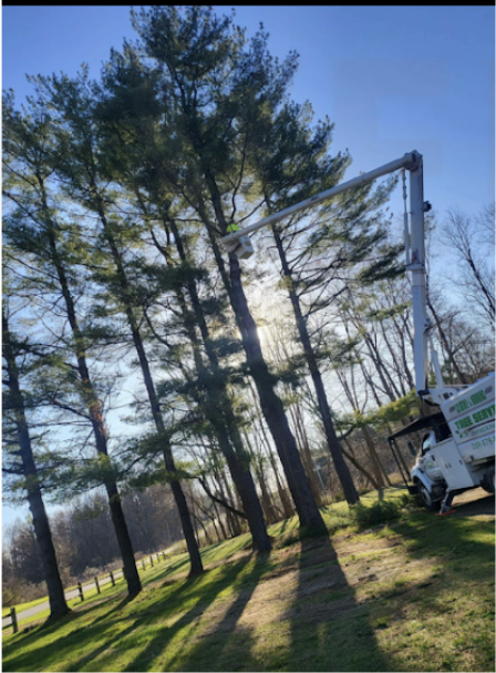 Stump Grinding Near Athens Michigan